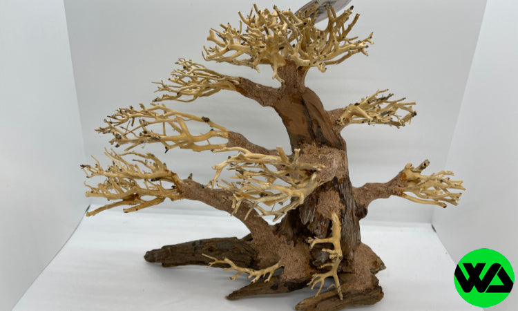 Pine Bonsai Wood