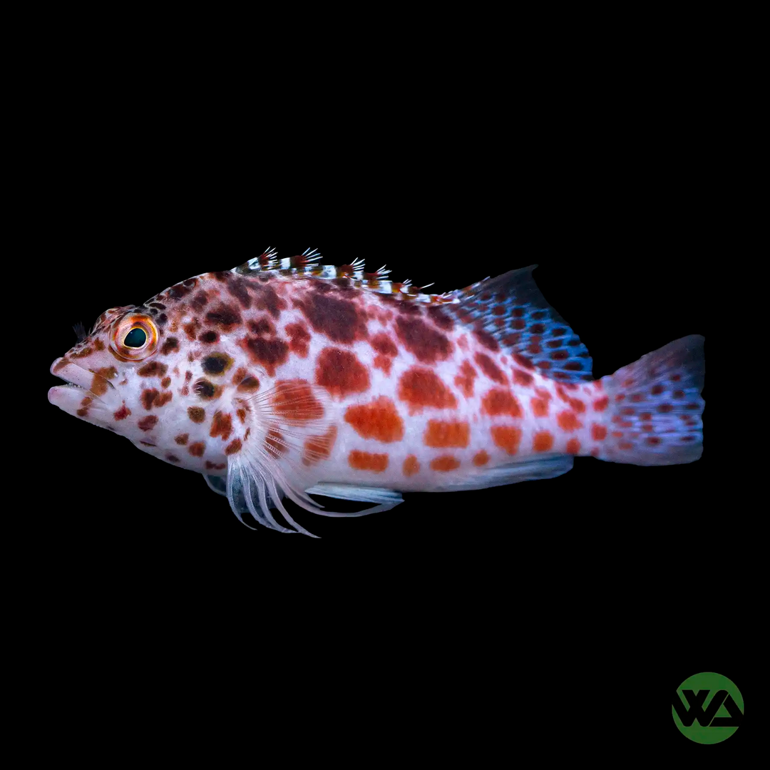 Pixy Hawkfish - Cirrhitichthys oxycephalus