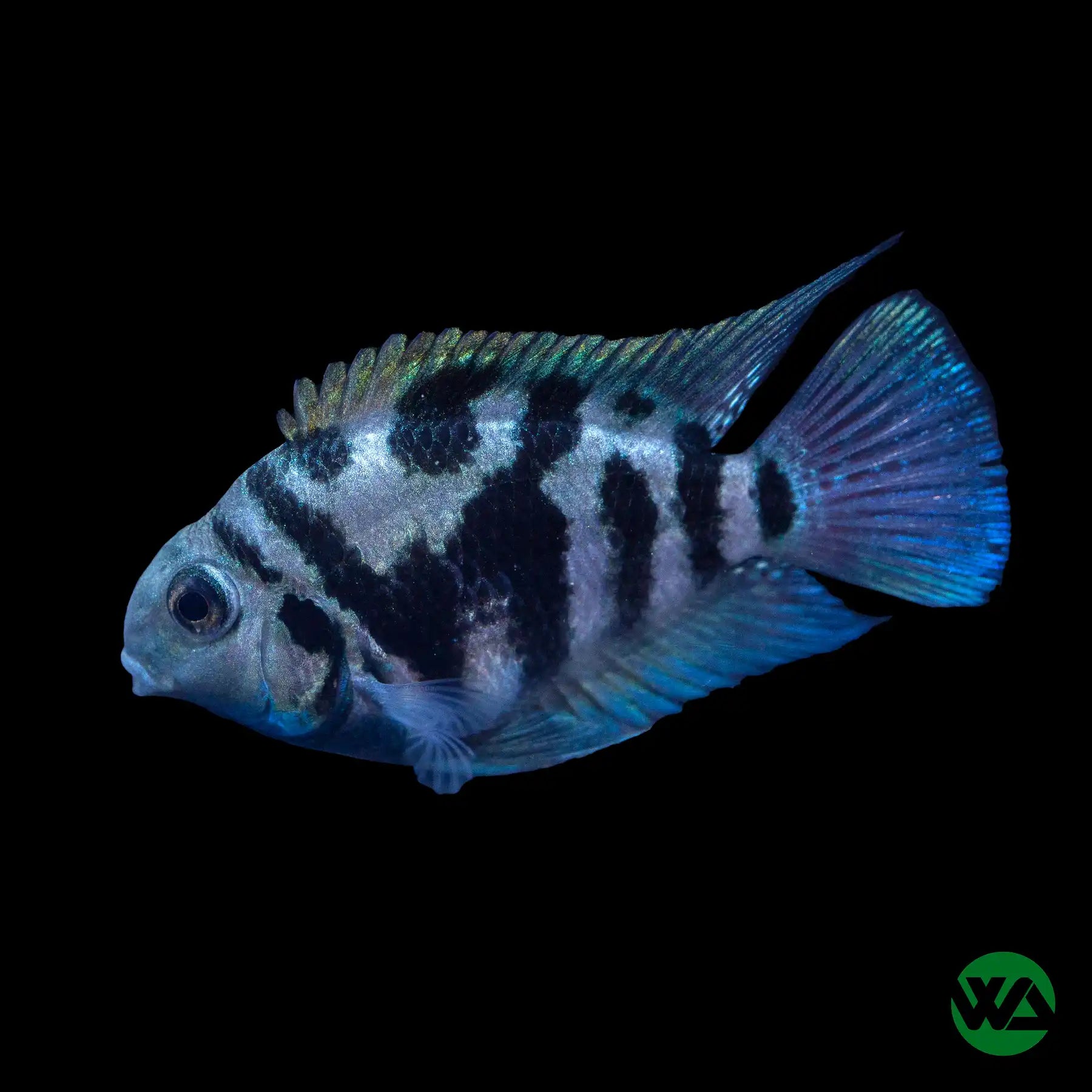blue polar parrot fish tank mates Polar Blue Parrot Cichlid – Whitlyn Aquatics