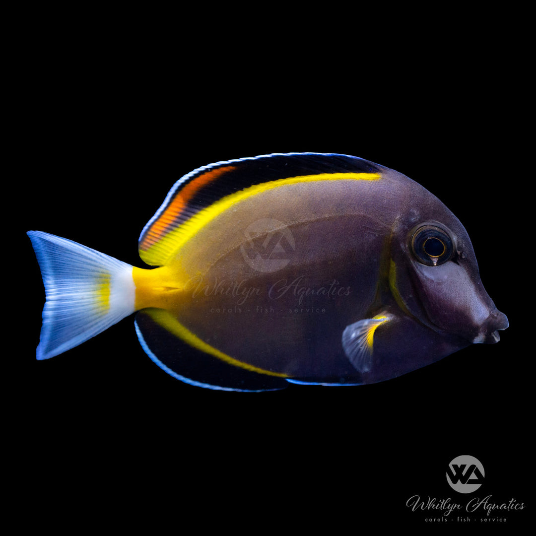 Powder Brown Tang - Acanthurus japonicus