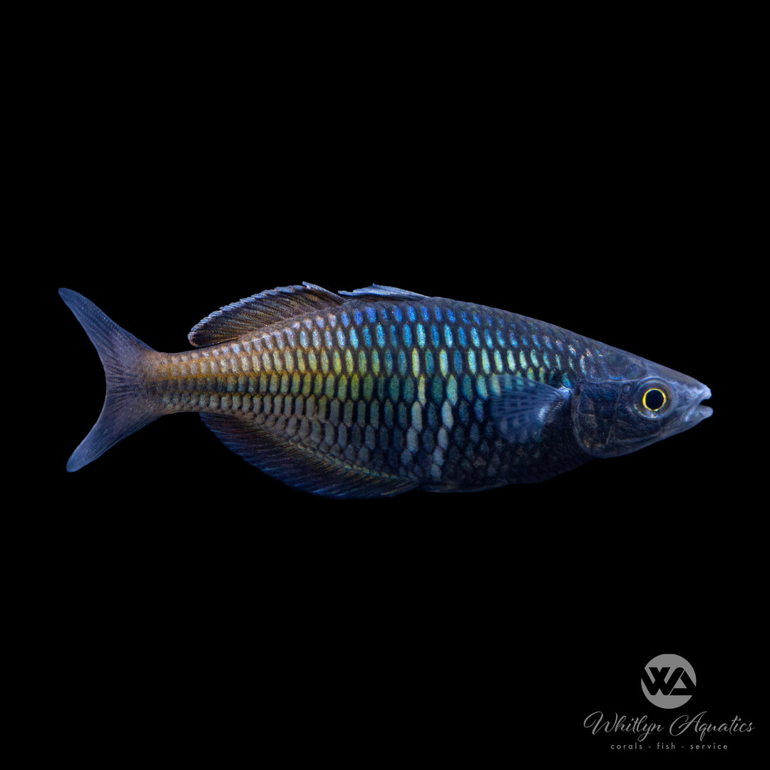 Boesemani Rainbow - Melanotaenia boesemani