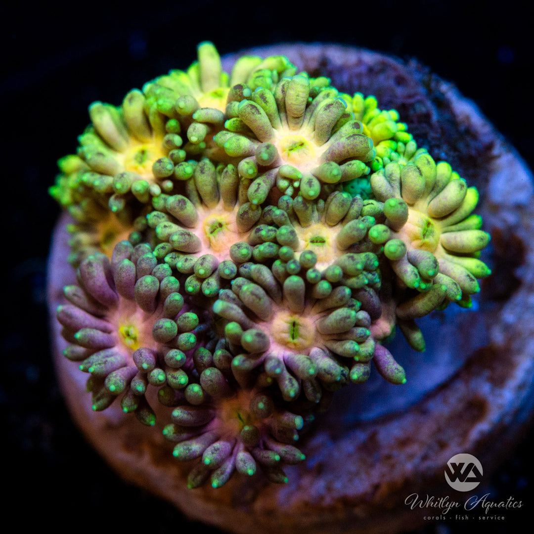 WA Rainbow Dust Goniopora