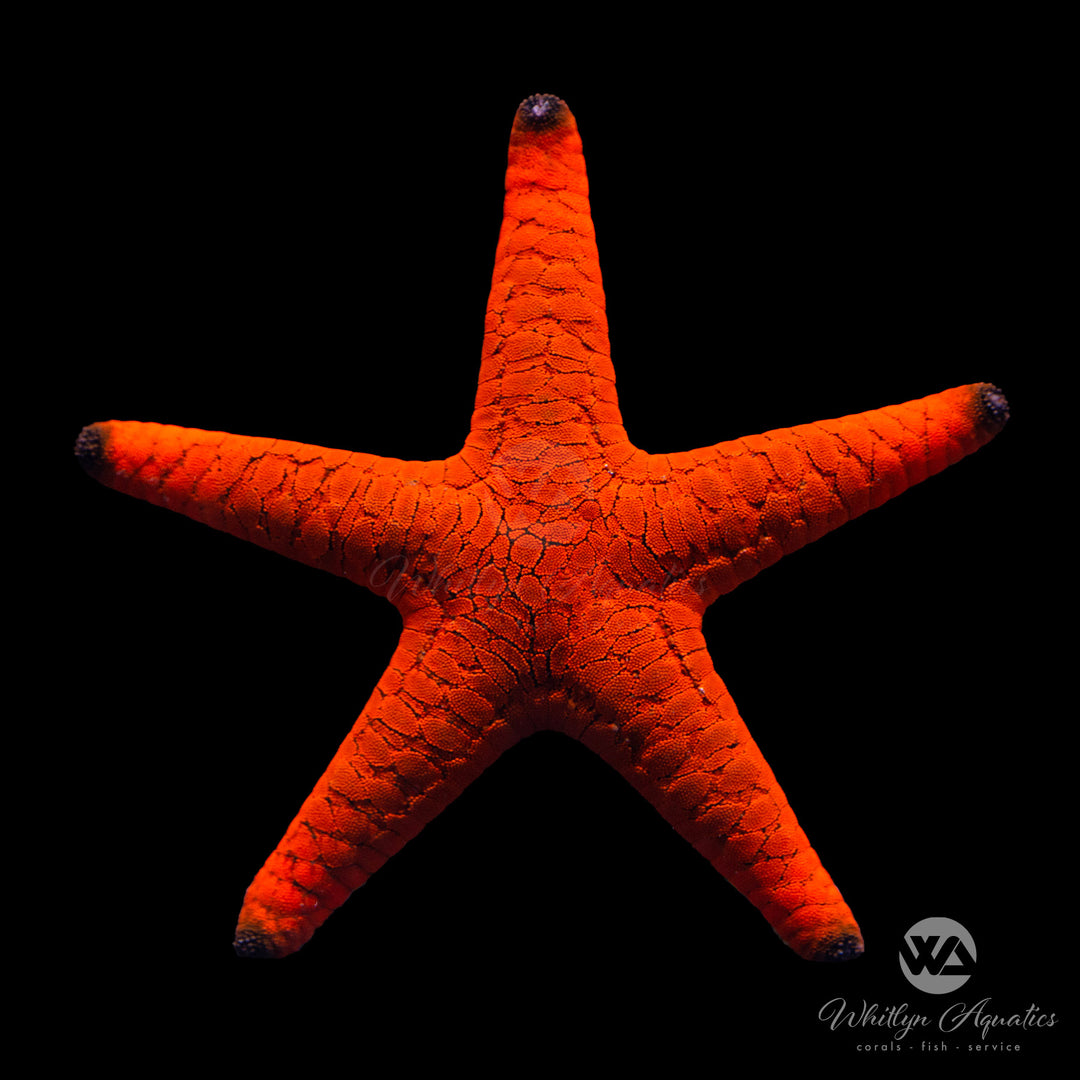 Red Fromia Starfish - Fromia milleporella