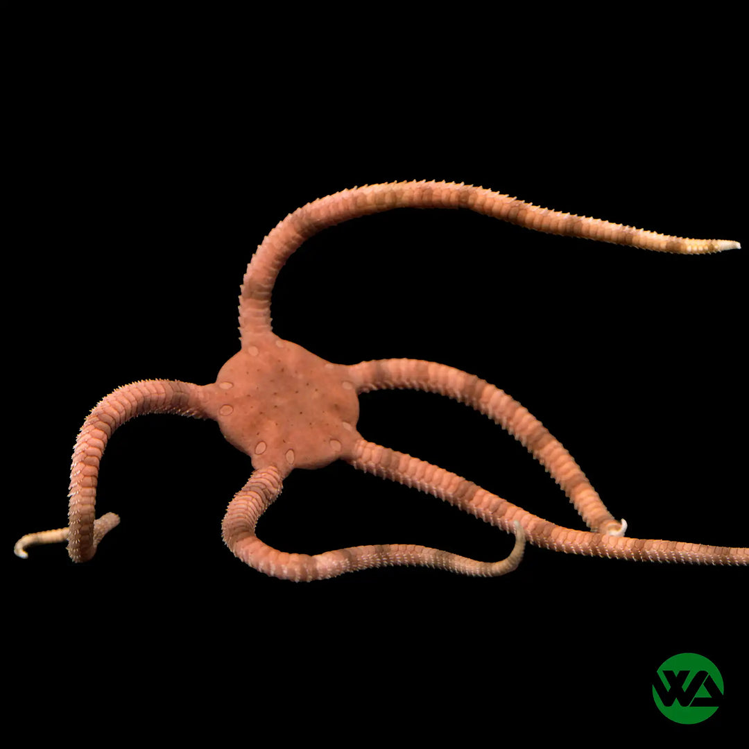 Serpent Star