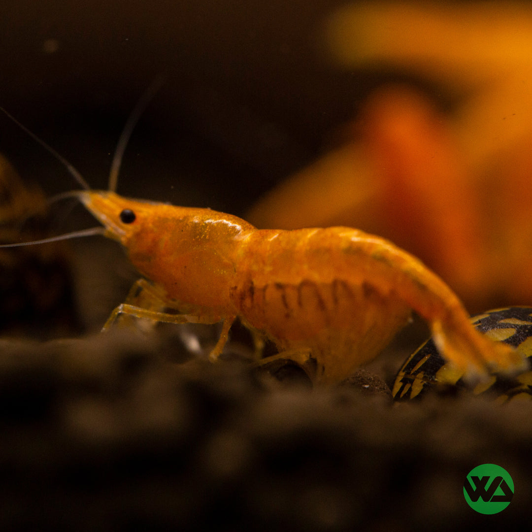 Sunkist Orange Shrimp - Neocaridina davidi