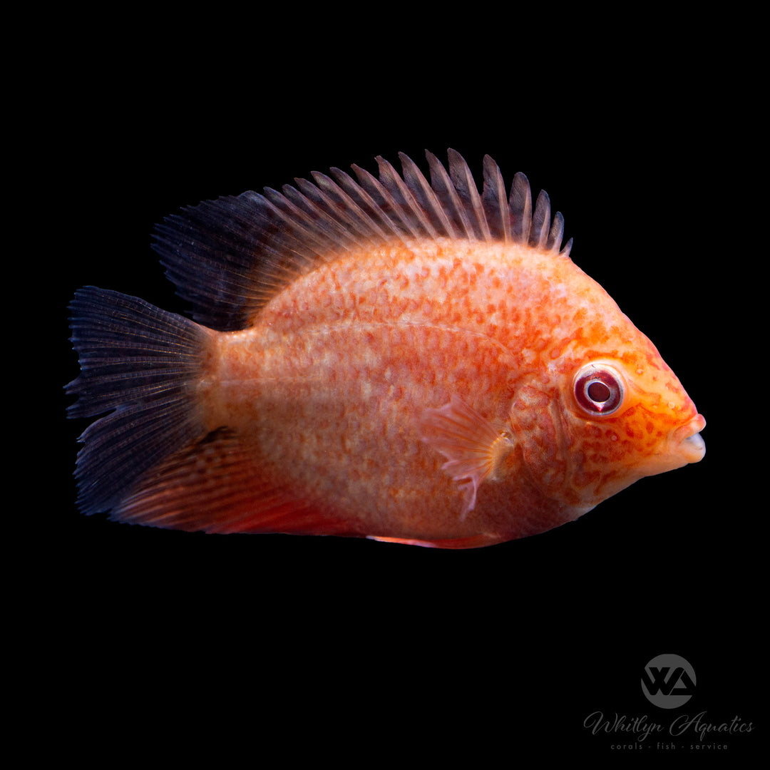 Red Spot Severum