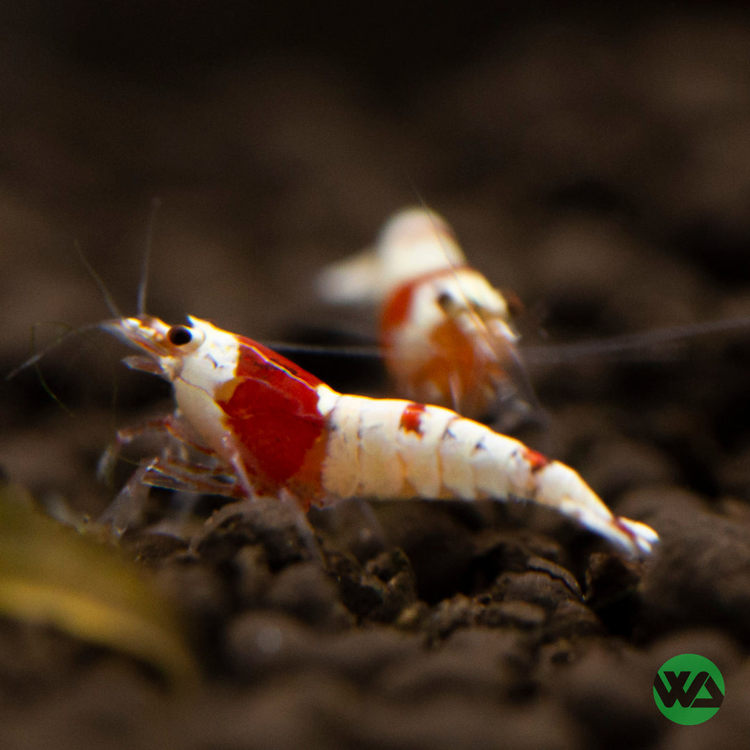 Crystal Red A-S Grade Shrimp - Caridina cantonensis