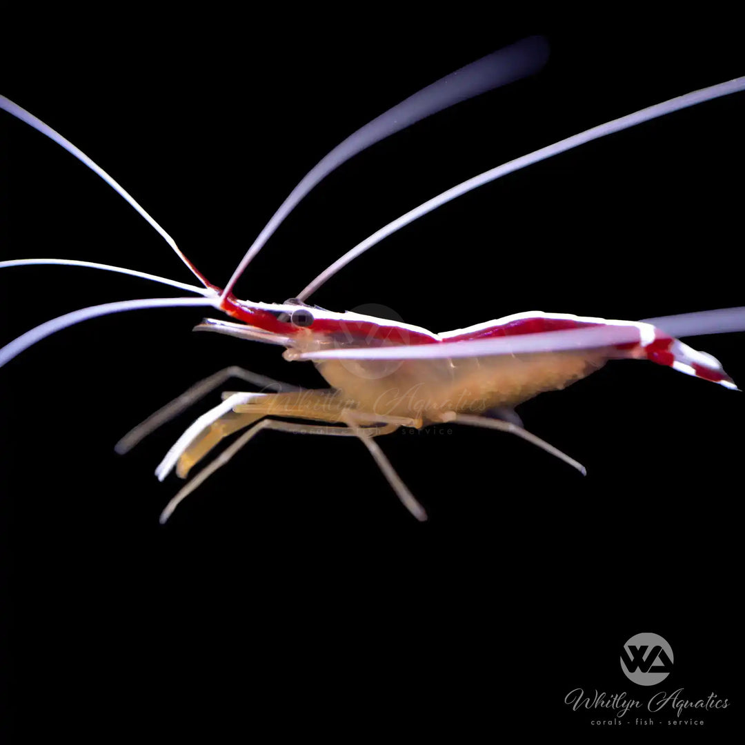 Skunk Cleaner Shrimp - Lysmata amboinensis