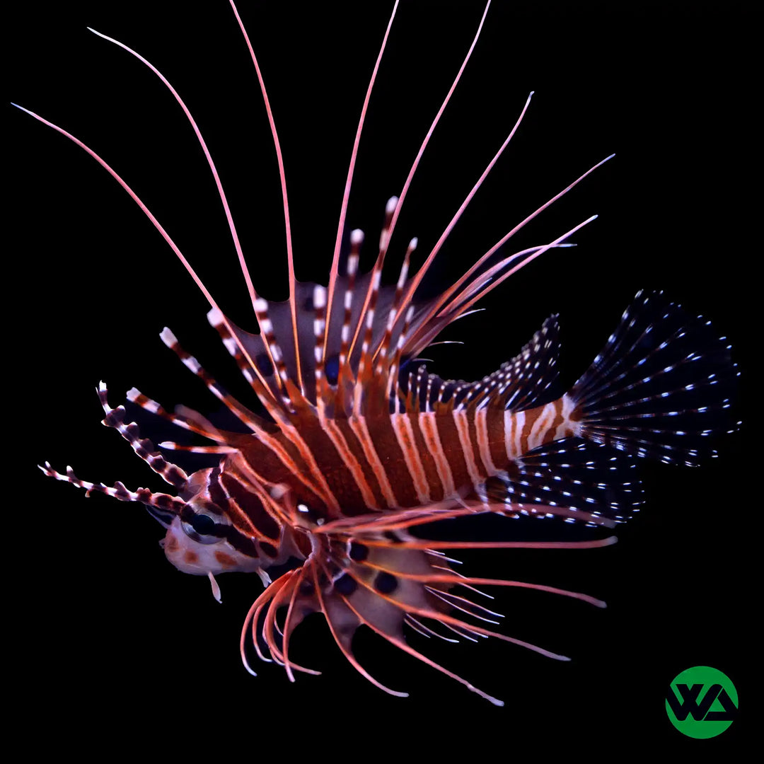 Spotfin Antennata Lionfish