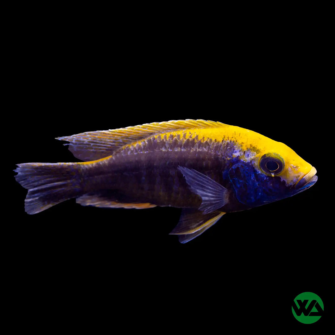 Sulphur-Crested Cichlid