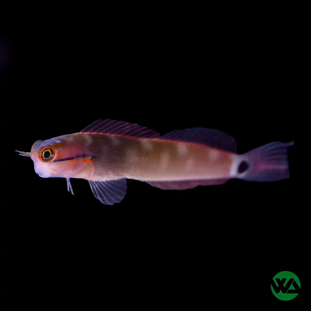 Tailspot Blenny
