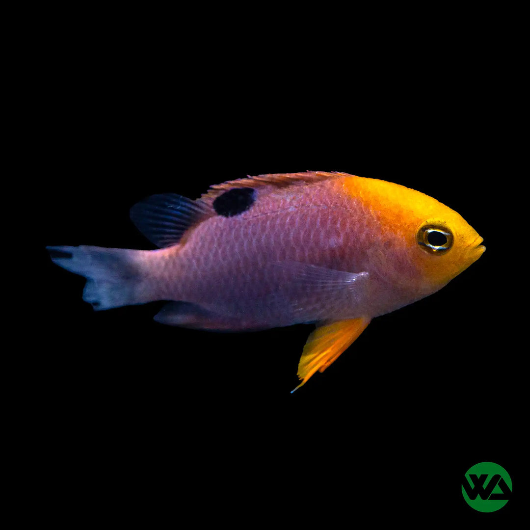 Talbot Damsel - Chrysiptera talboti