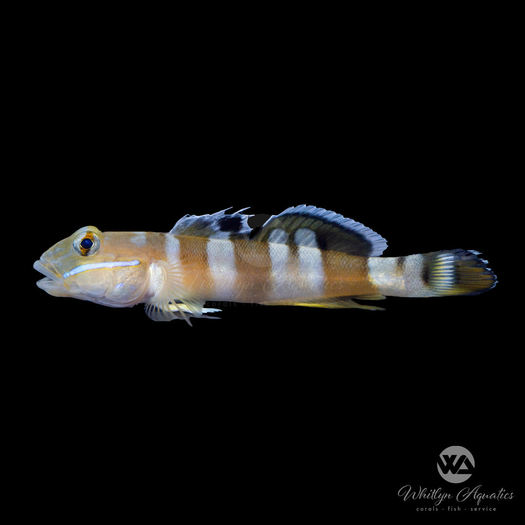 Tiger Watchman Goby - Valenciennea wardii