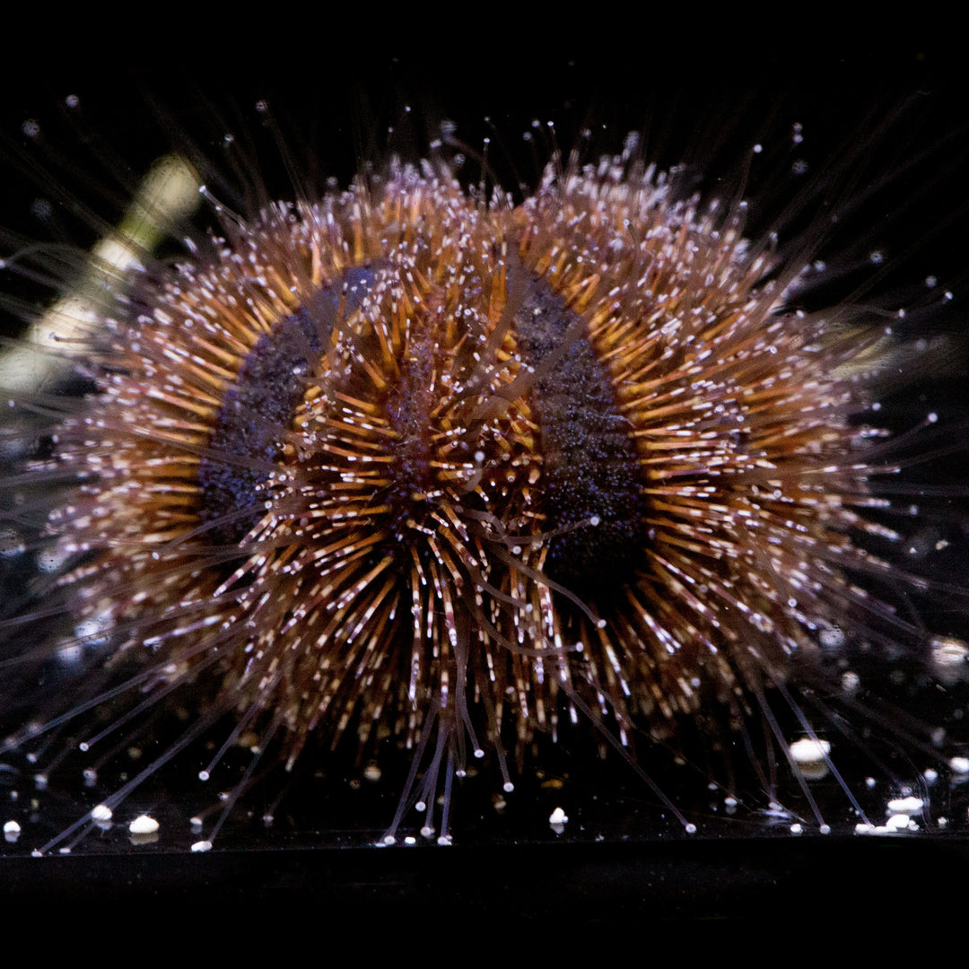 Red or Blue Tuxedo Urchin - Mespilia globulus