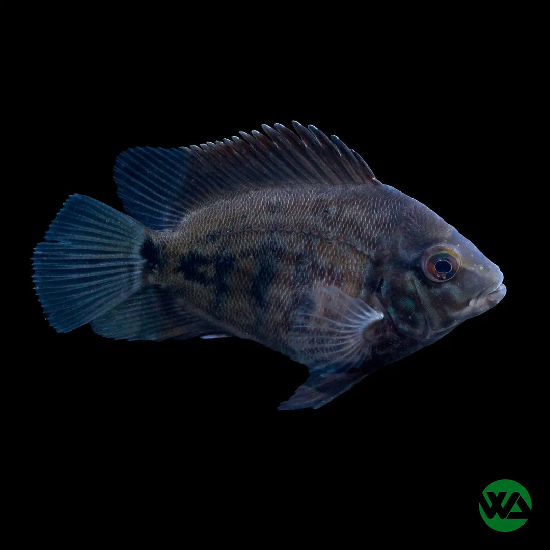 Urau Cichlid