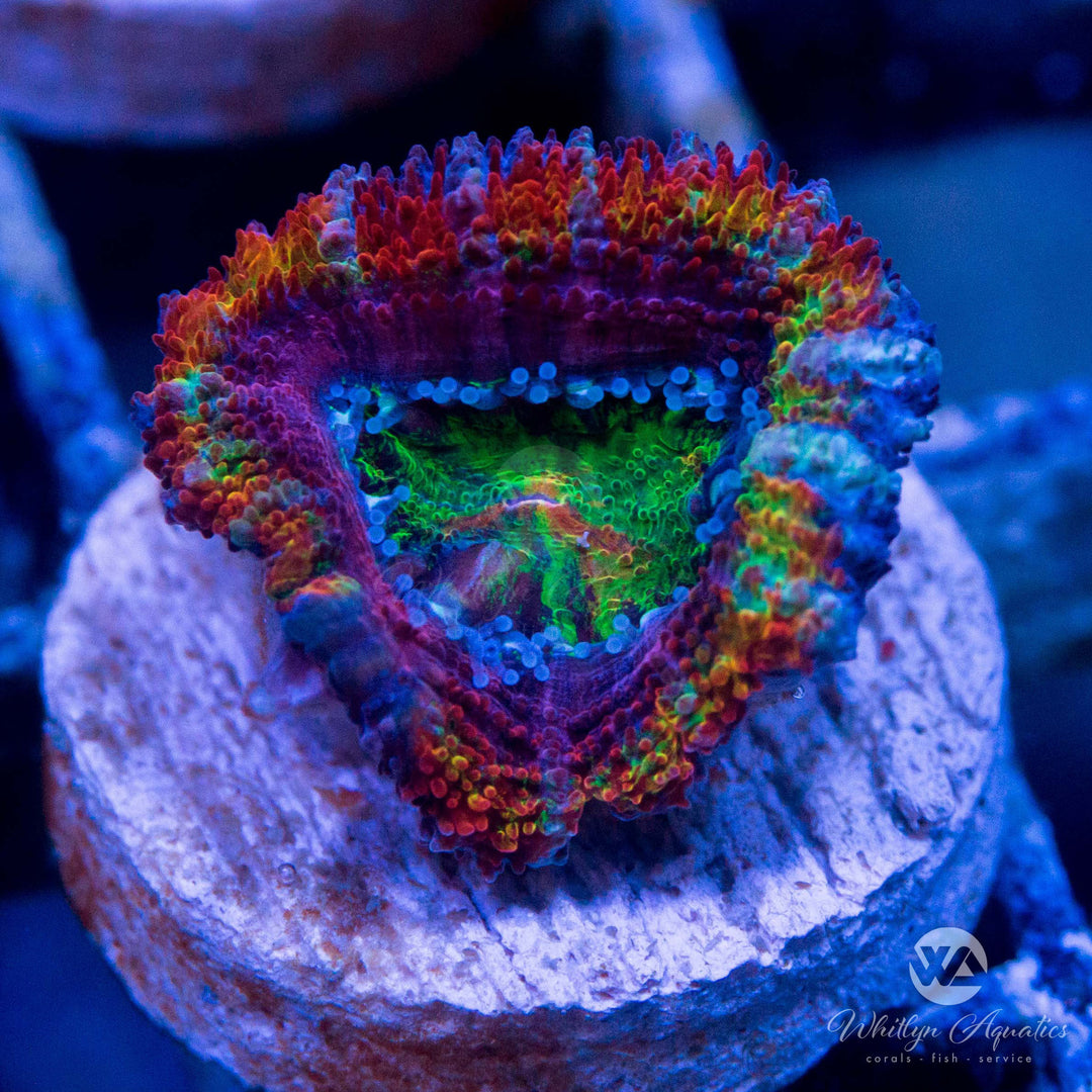 WA Fruit Stripes Acan