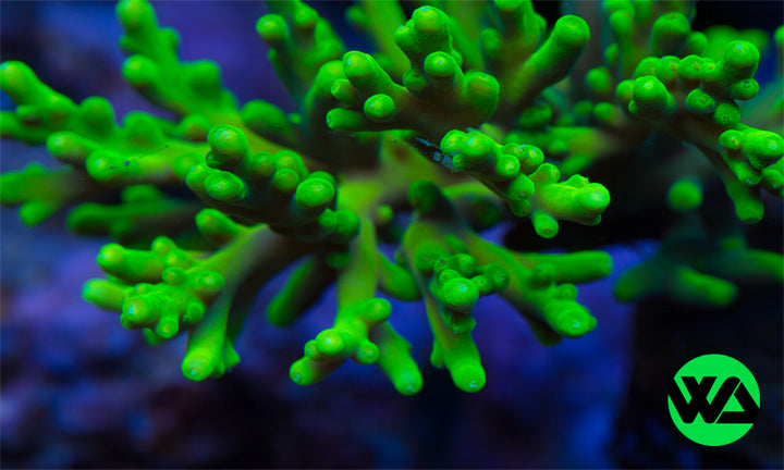 WA Glow Stick Smooth Skin Acropora, SPS - Whitlyn Aquatics - Live Coral