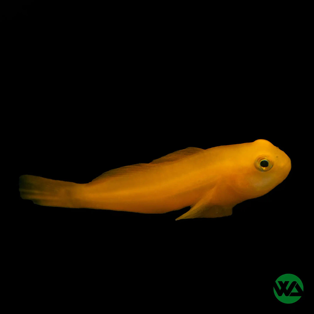 Yellow Clown Goby