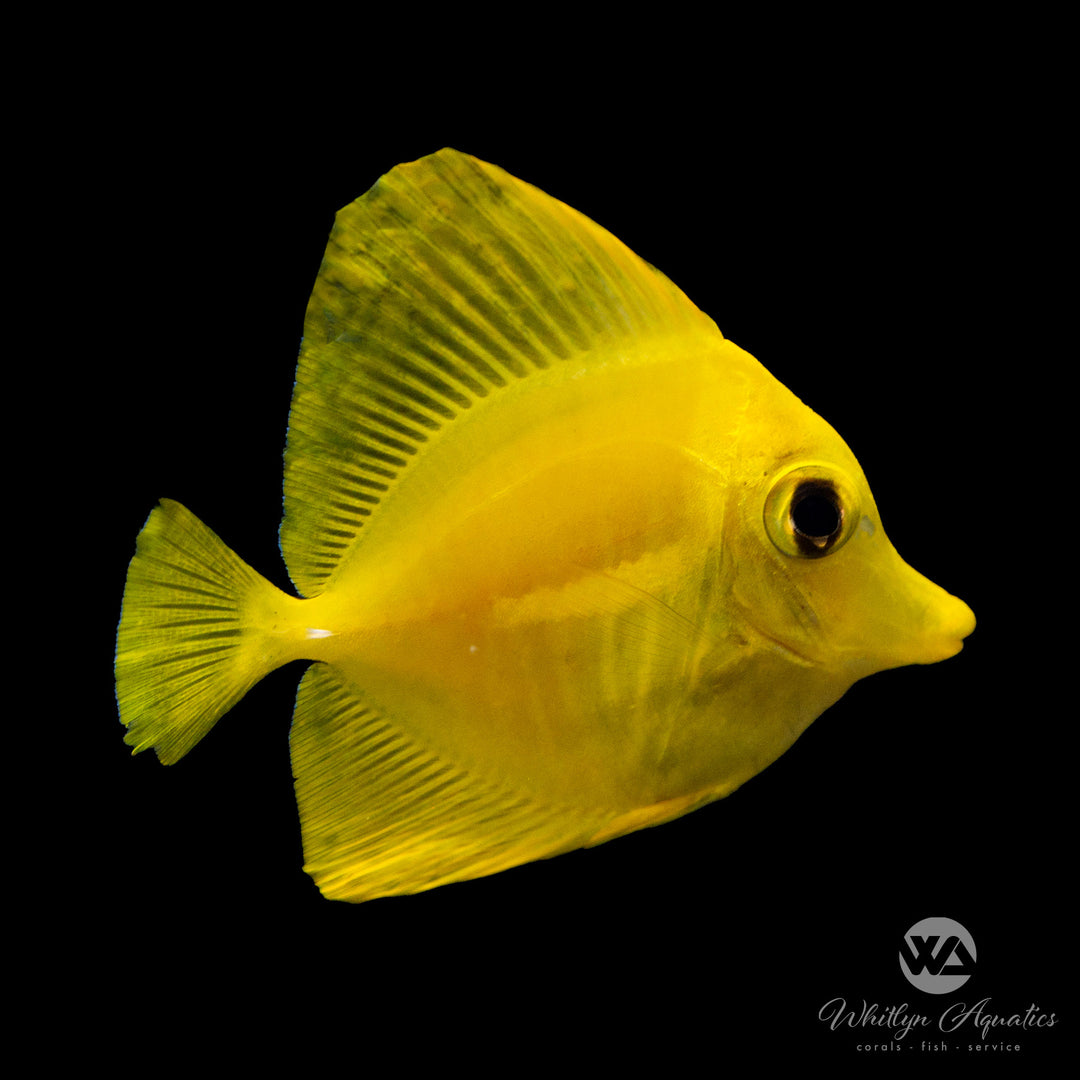 Yellow Tang Biota Captive Bred - Zebrasoma flavescens