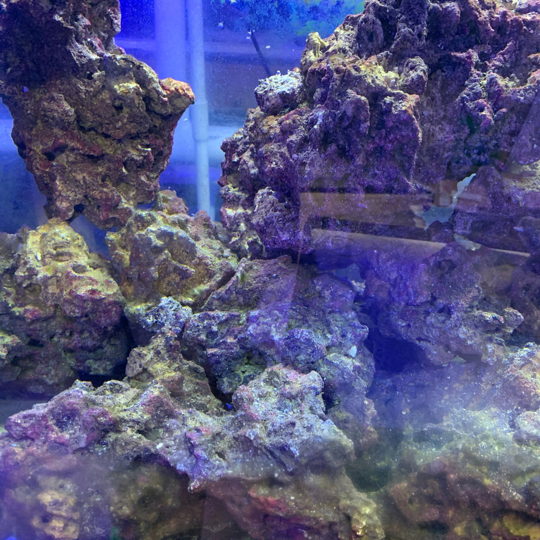 Cured Base Rock Pest Free, - Whitlyn Aquatics - Live Coral