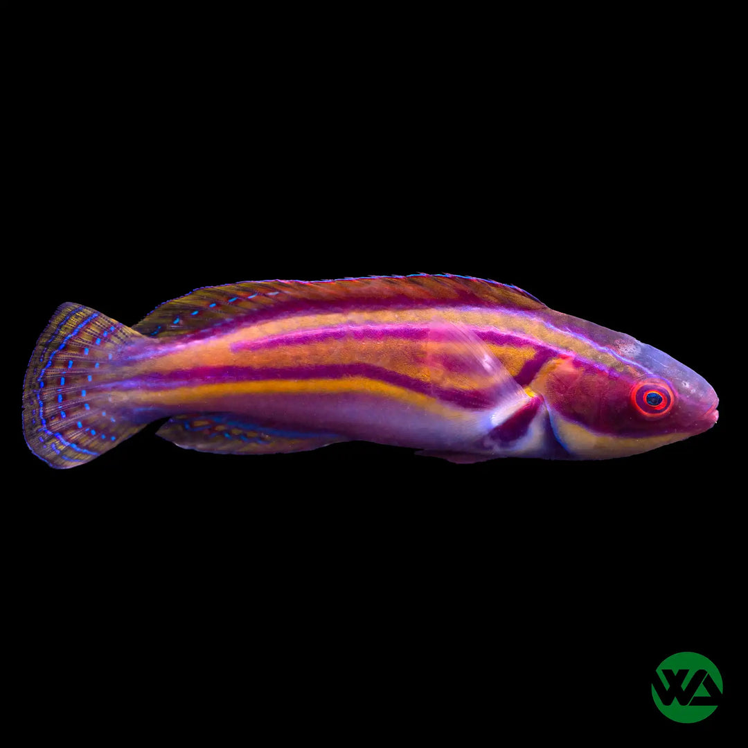 Cirrhilabrus laboutei
