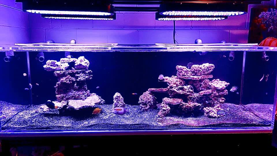 400 Gallon Saltwater Aquarium Scratch Removal and Refresh