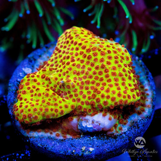 Stylocoeniella Coral Care Guide – Care, Feeding & Lighting Tips