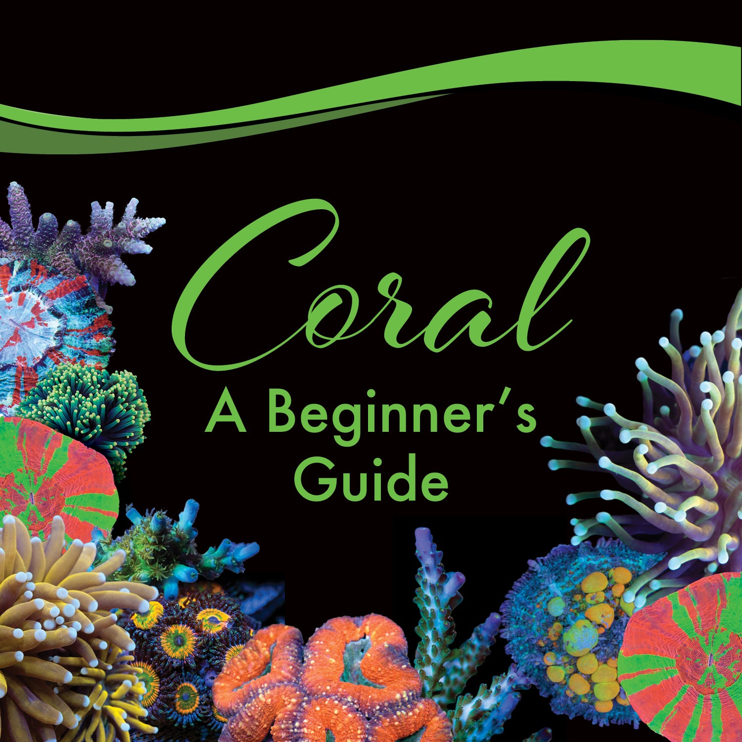 Field Guide Corals Beginner’s Guide to Corals – Whitlyn Aquatics