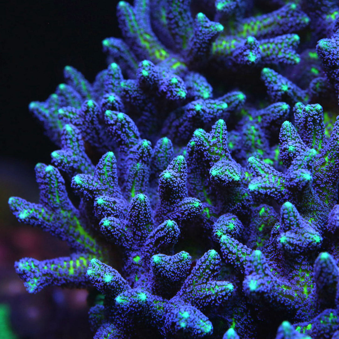 Birdsnest Coral Care Guide – Care, Feeding & Lighting Tips