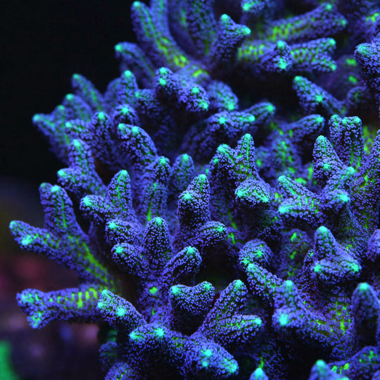 Birdsnest Coral Care Guide – Care, Feeding & Lighting Tips