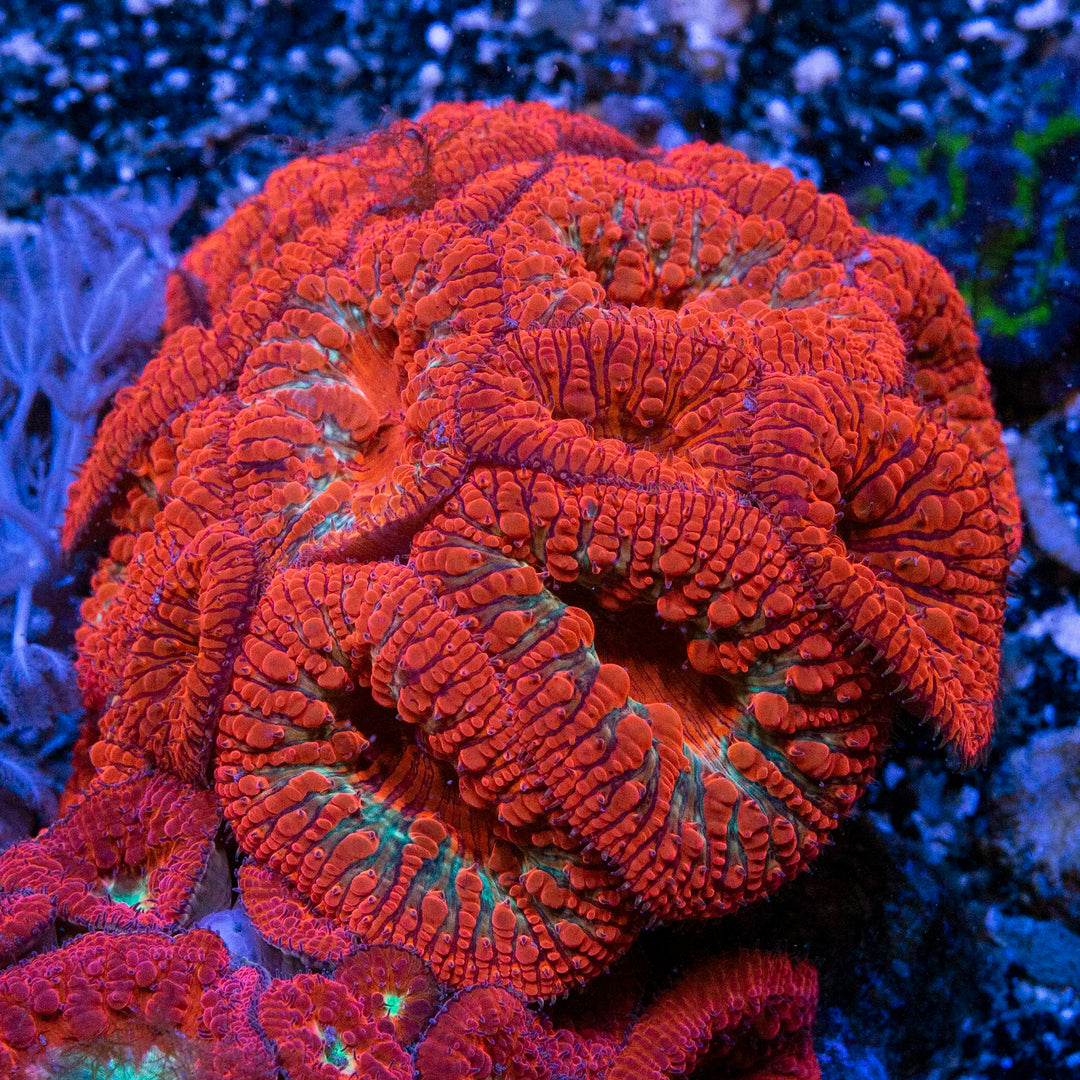 Blastomussa Coral Care Guide – (Blastomussa merletti) Care & Feeding Tips