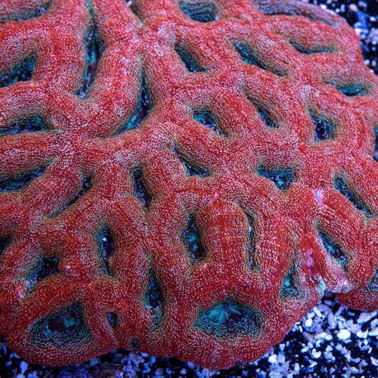 Bowerbanki Coral Care Guide – Care, Feeding & Lighting Tips