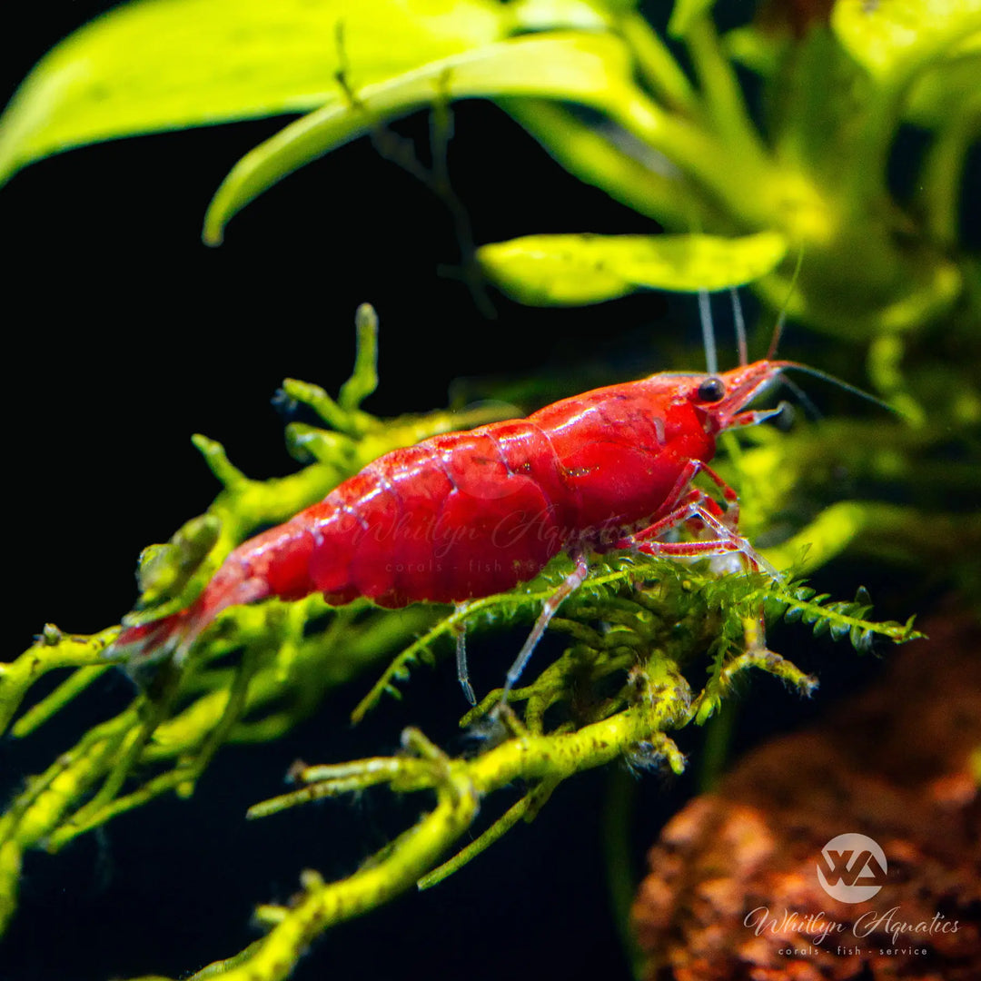 Red Cherry Shrimp Care Guide: Tank Setup, Water Parameters & Breeding Tips