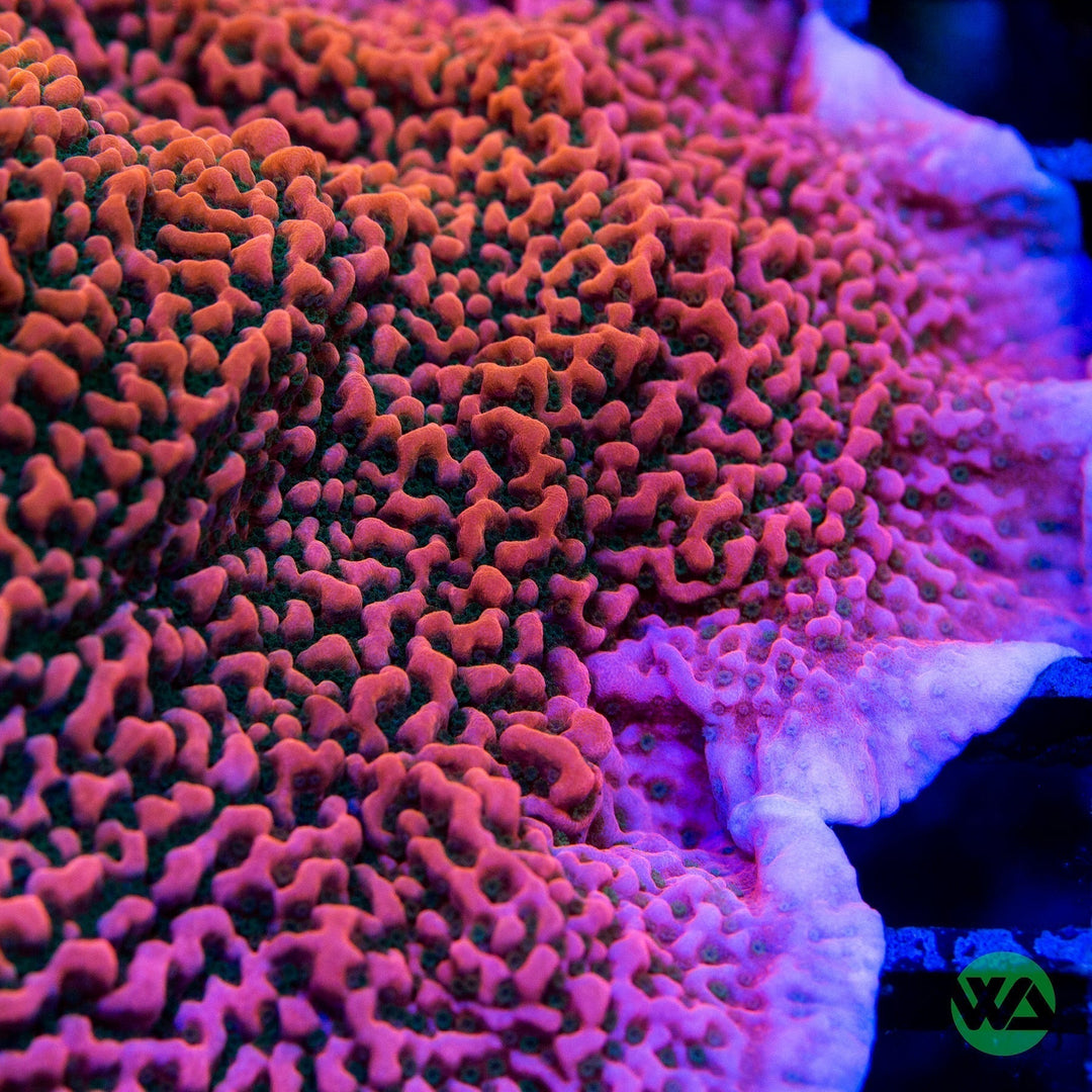 Montipora Care Guide – Care, Feeding & Lighting Tips