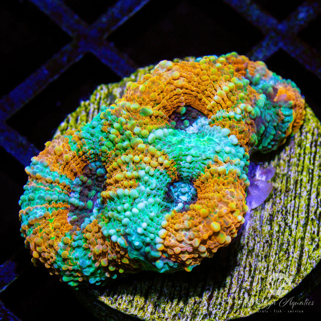 Acan Echinata Coral Care Guide – Care, Feeding & Lighting Tips
