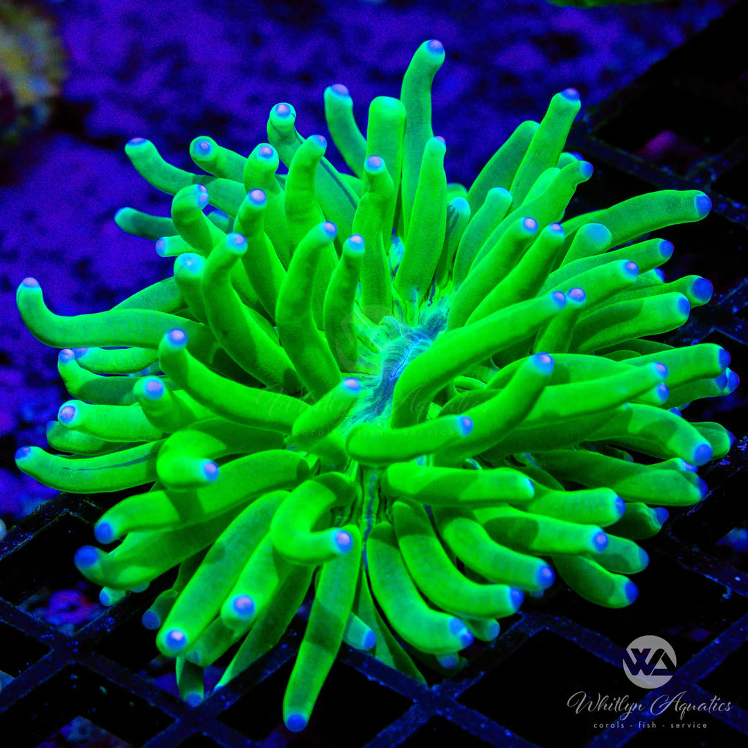 Plate Coral Care Guide – Care, Feeding & Lighting Tips