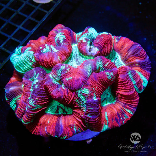 Trachyphyllia Coral Care Guide – Care, Feeding & Lighting Tips