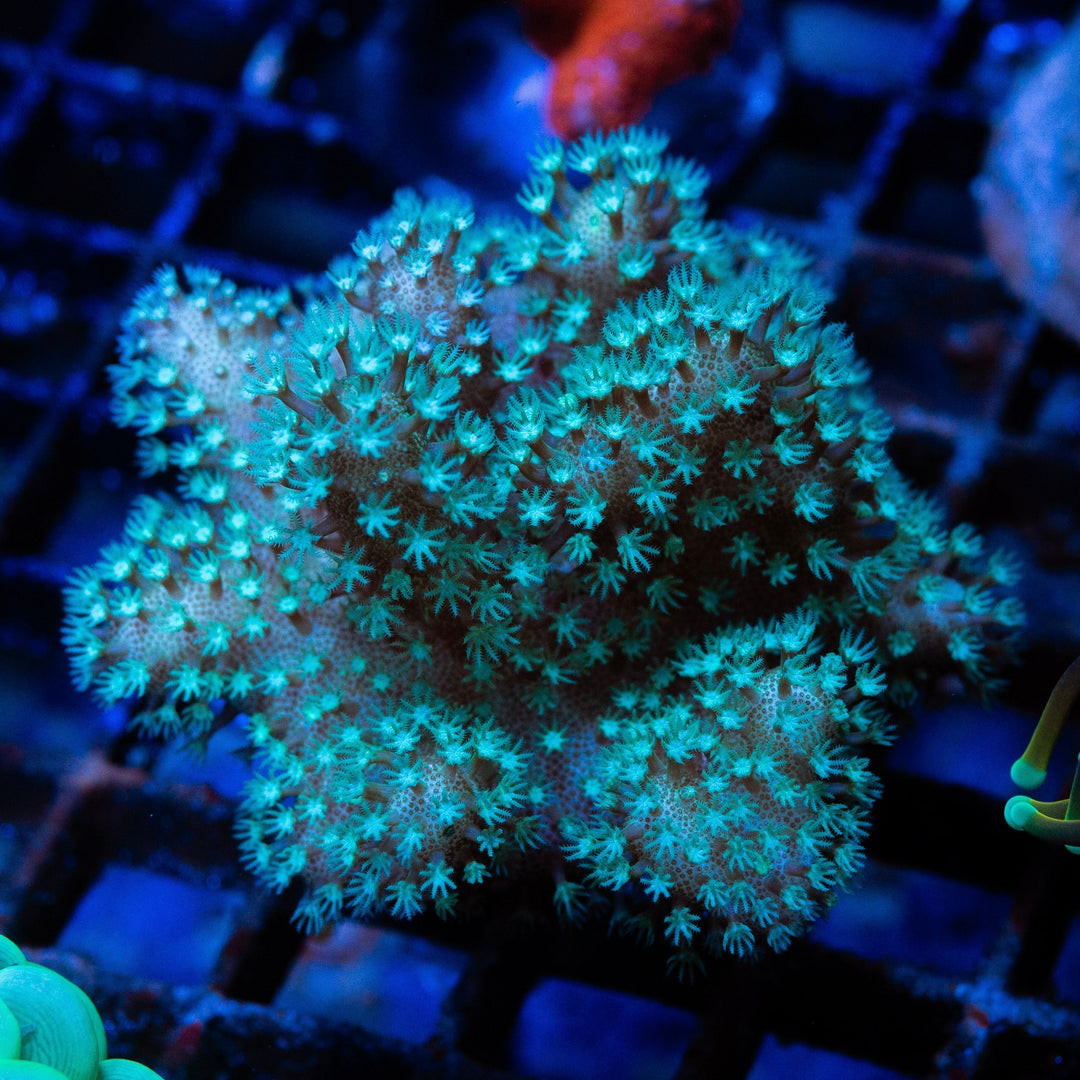 Devil's Hand Leather Coral Care Guide – Care, Feeding & Lighting Tips