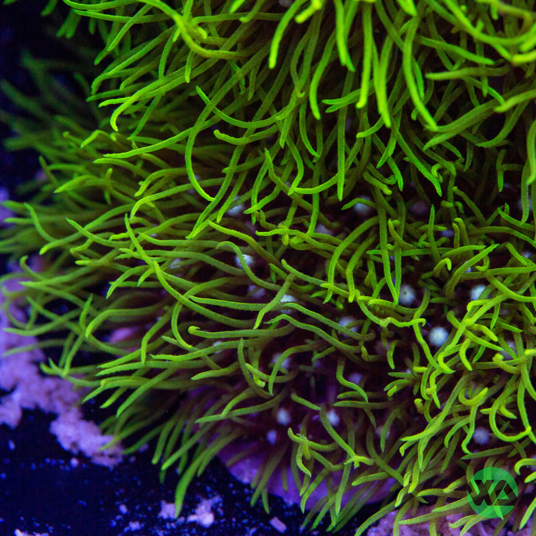 Green Star Polyps Coral Care Guide – Care, Feeding & Lighting Tips