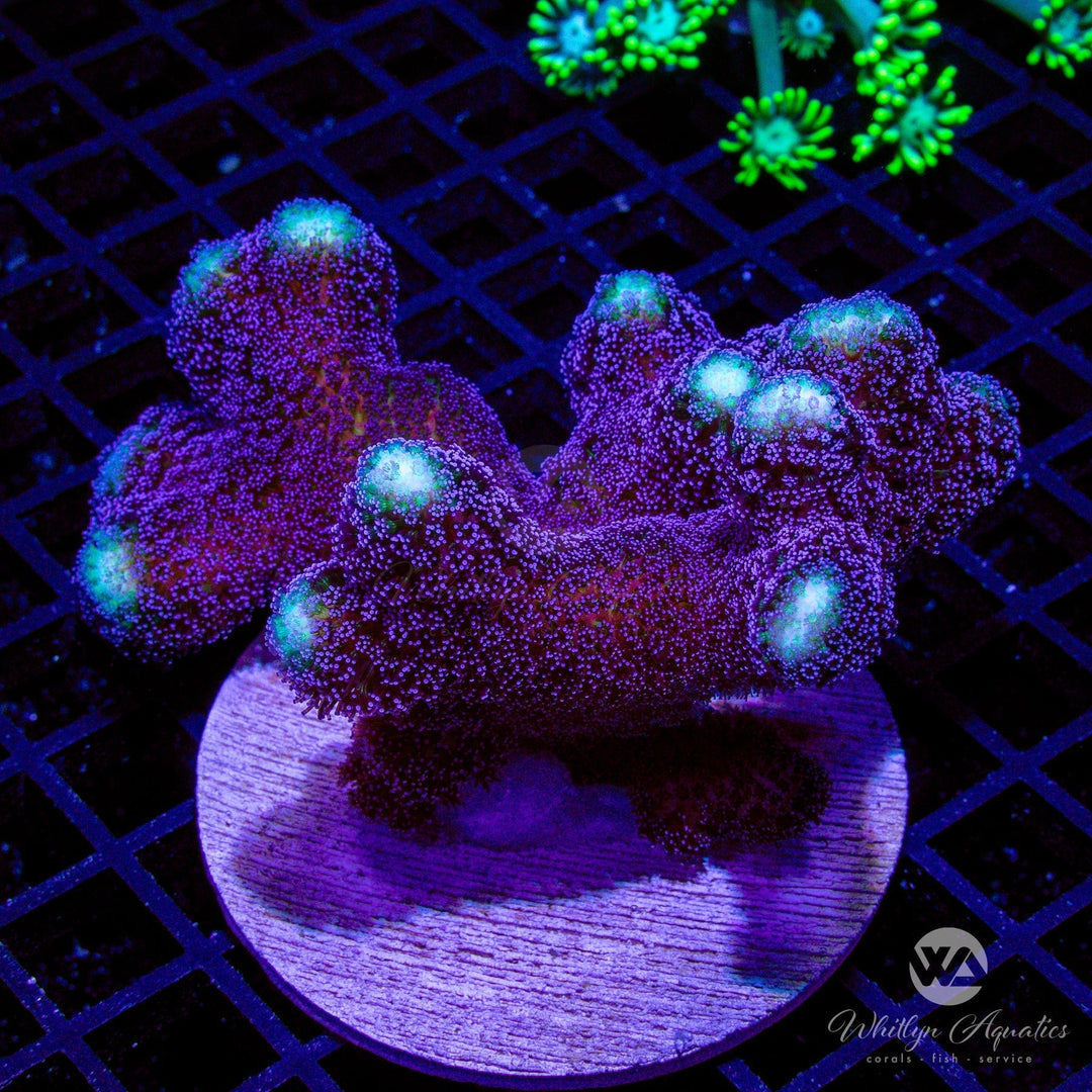 Stylophora Coral Care Guide – Care, Feeding & Lighting Tips