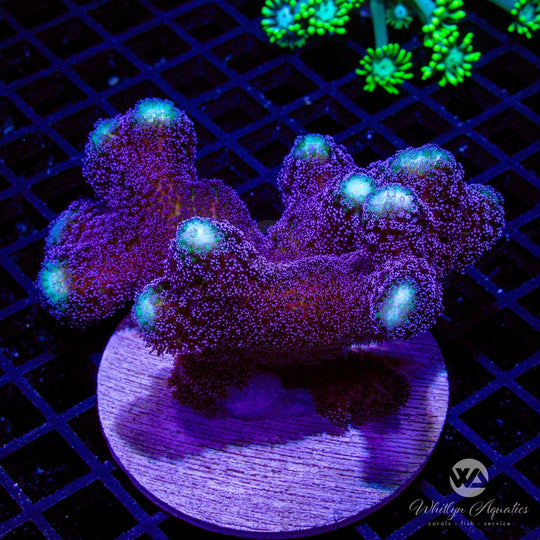Stylophora Coral Care Guide – Care, Feeding & Lighting Tips