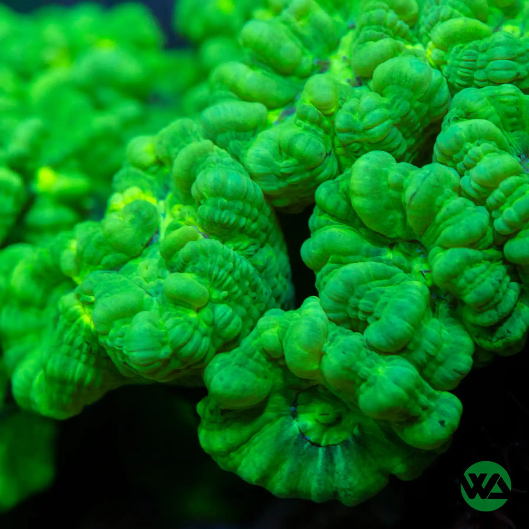 Trumpet Coral Care Guide – Care, Feeding & Lighting Tips