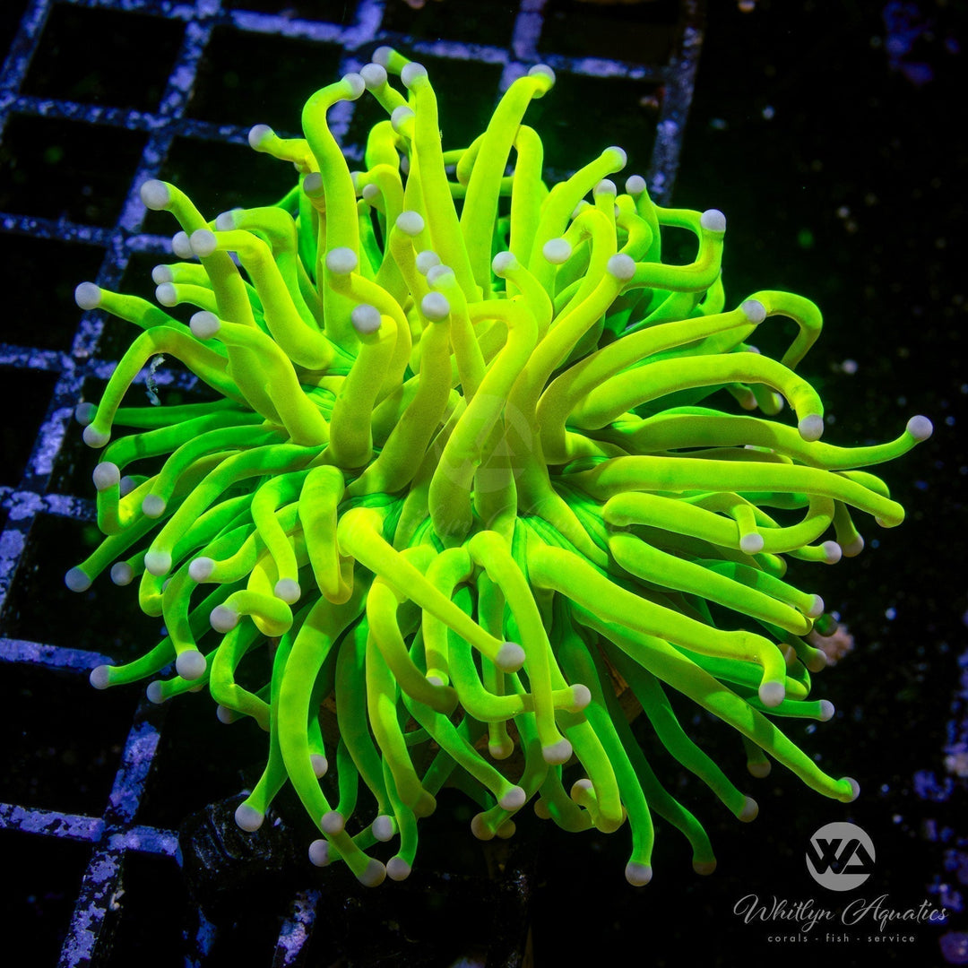 Torch Coral Care Guide – Care, Feeding & Lighting Tips