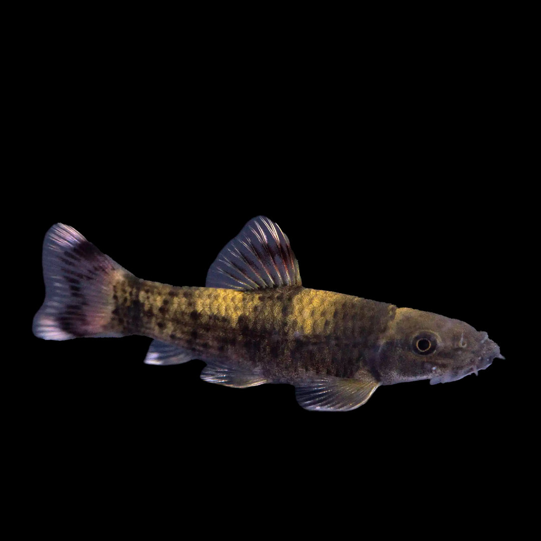 Panda Garra Care Guide: The Algae-Eating Gem of the Freshwater Aquarium