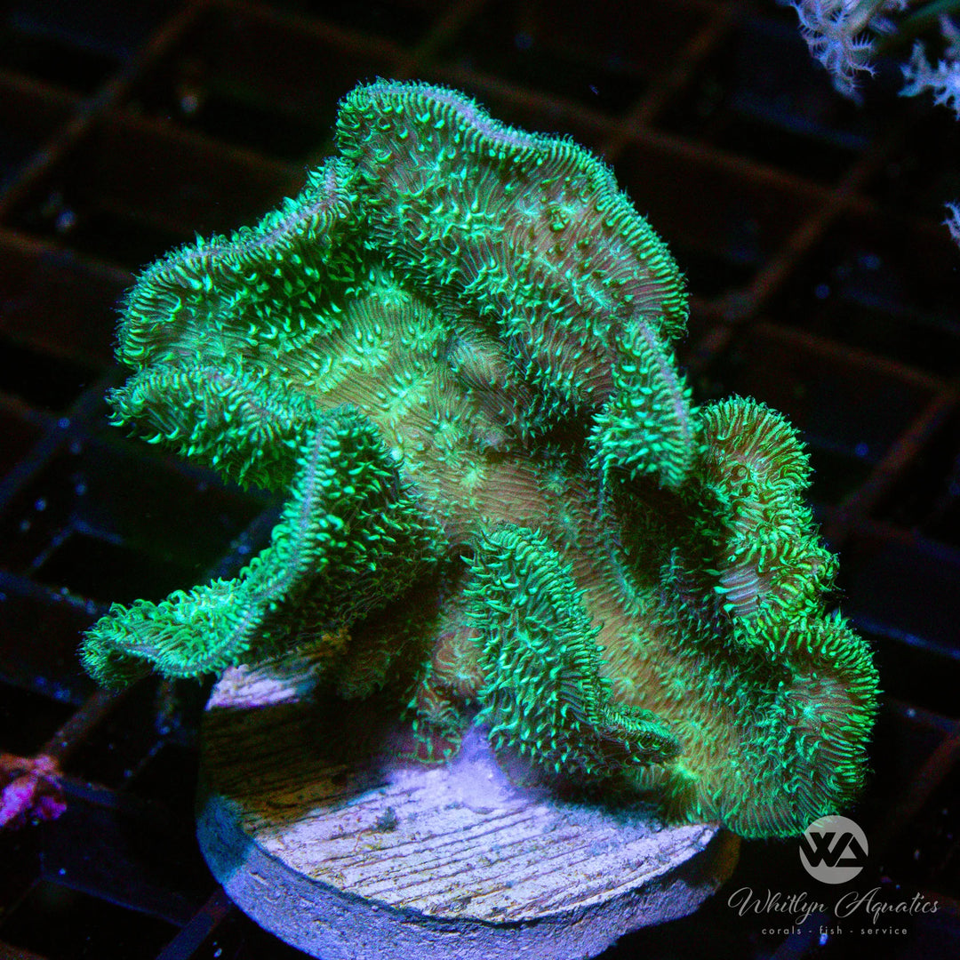 Pavona Coral Care Guide – Care, Feeding & Lighting Tips