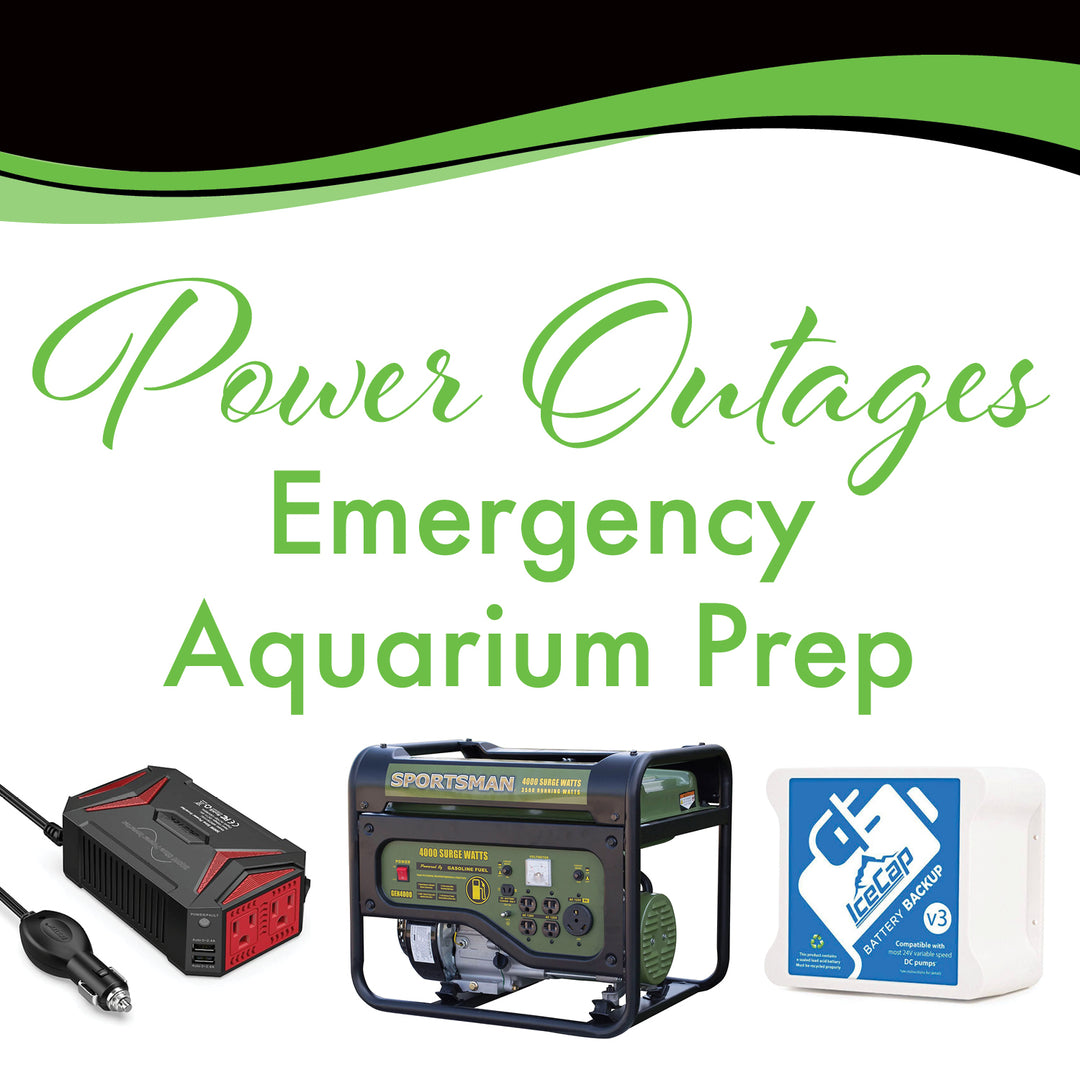 Power Outages: Emergency Aquarium Prep