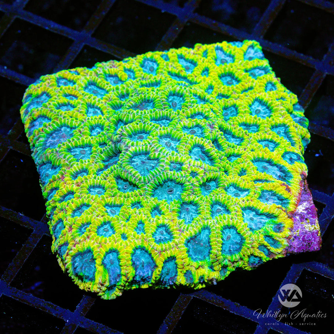 Favia & Goniastrea Coral Care Guide – Care, Feeding & Lighting Tips