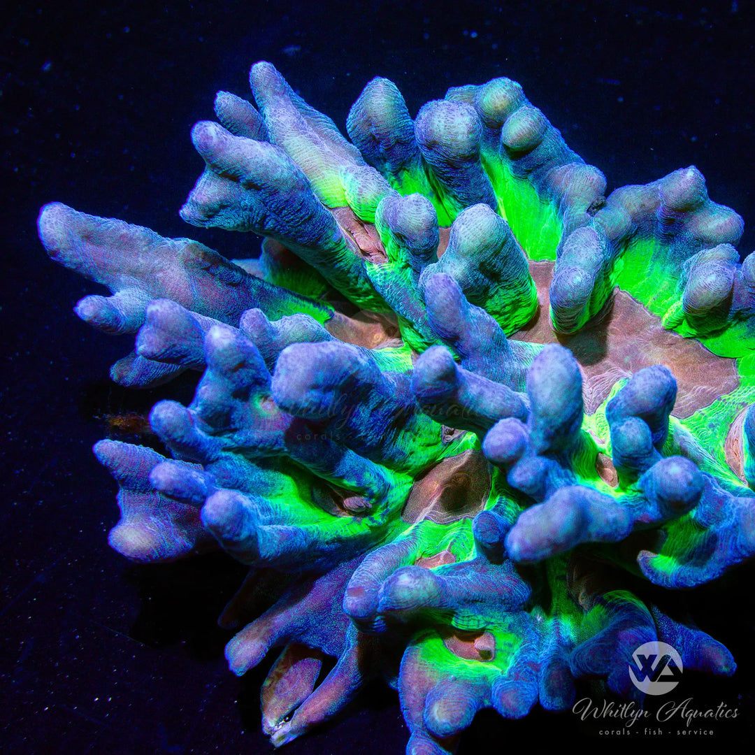 Pectinia Coral Care Guide – Care, Feeding & Lighting Tips