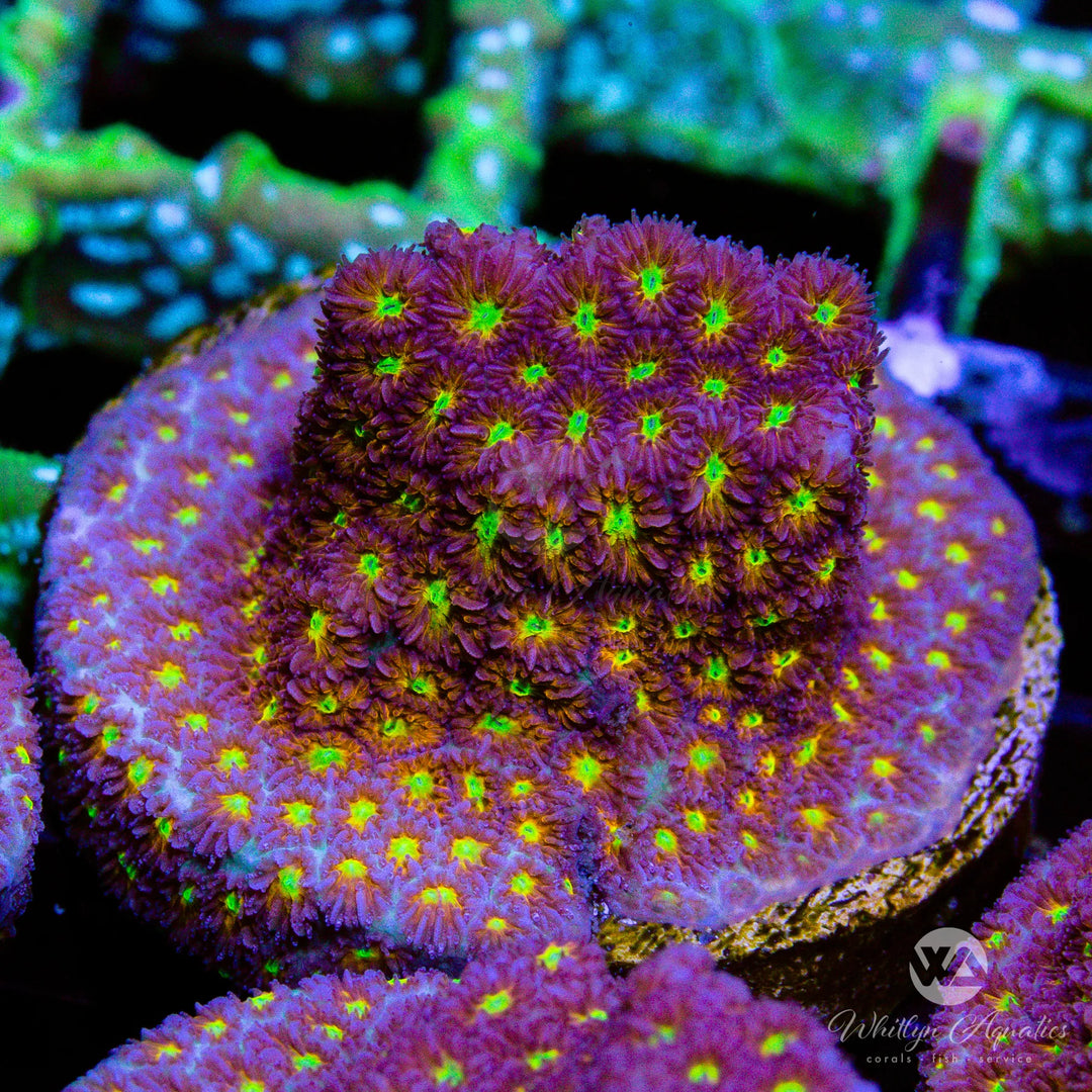 Leptastrea Care Guide – Care, Feeding & Lighting Tips