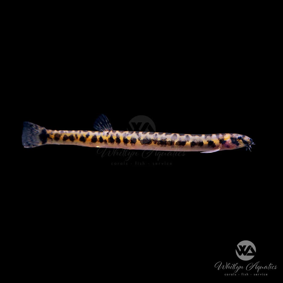 Kuhli Loach Care Guide: Tank Setup, Hiding Spots, Diet & Tankmates